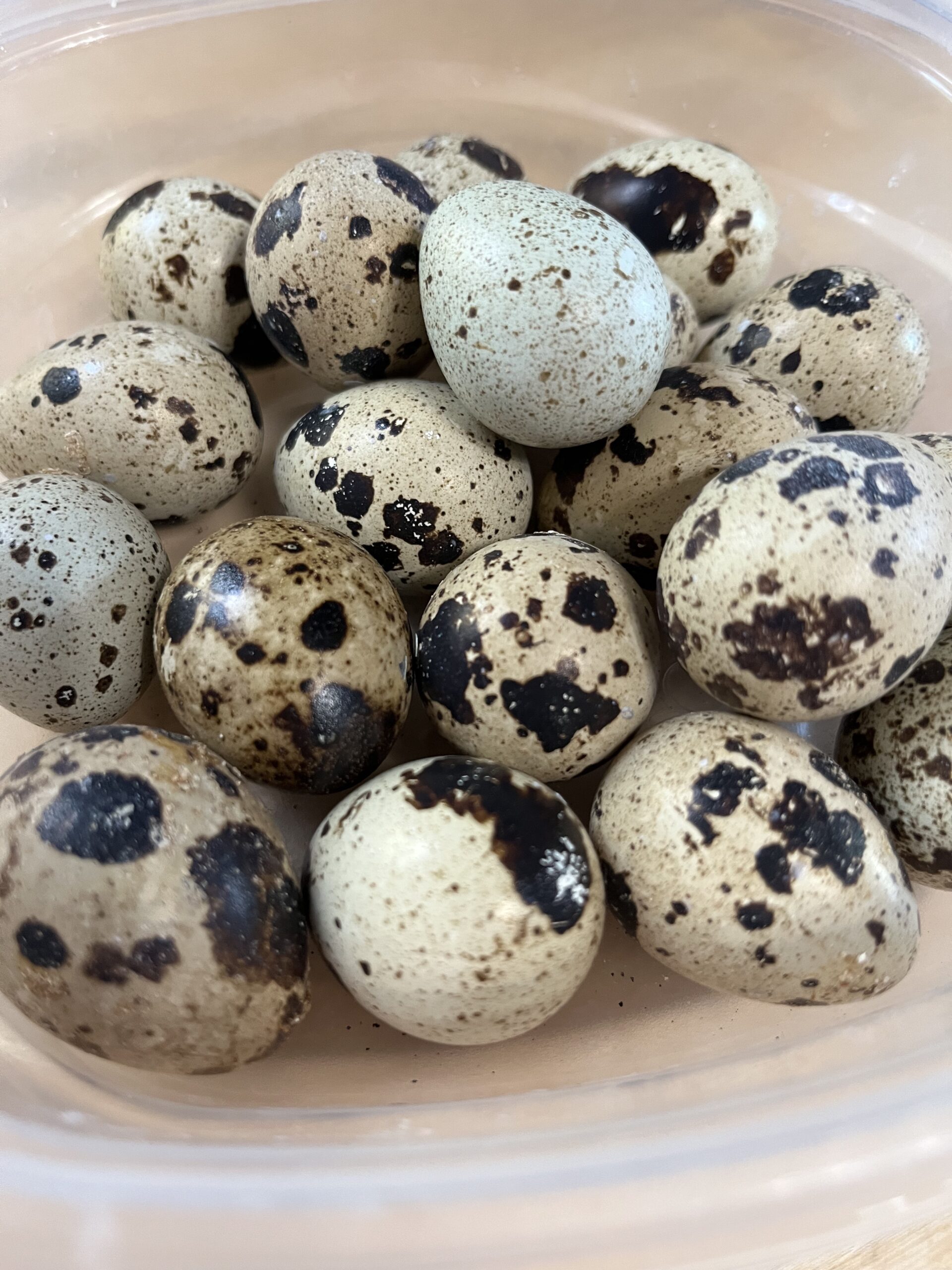 Quail Eggs Mommie Kate at Grace Mountain Farms